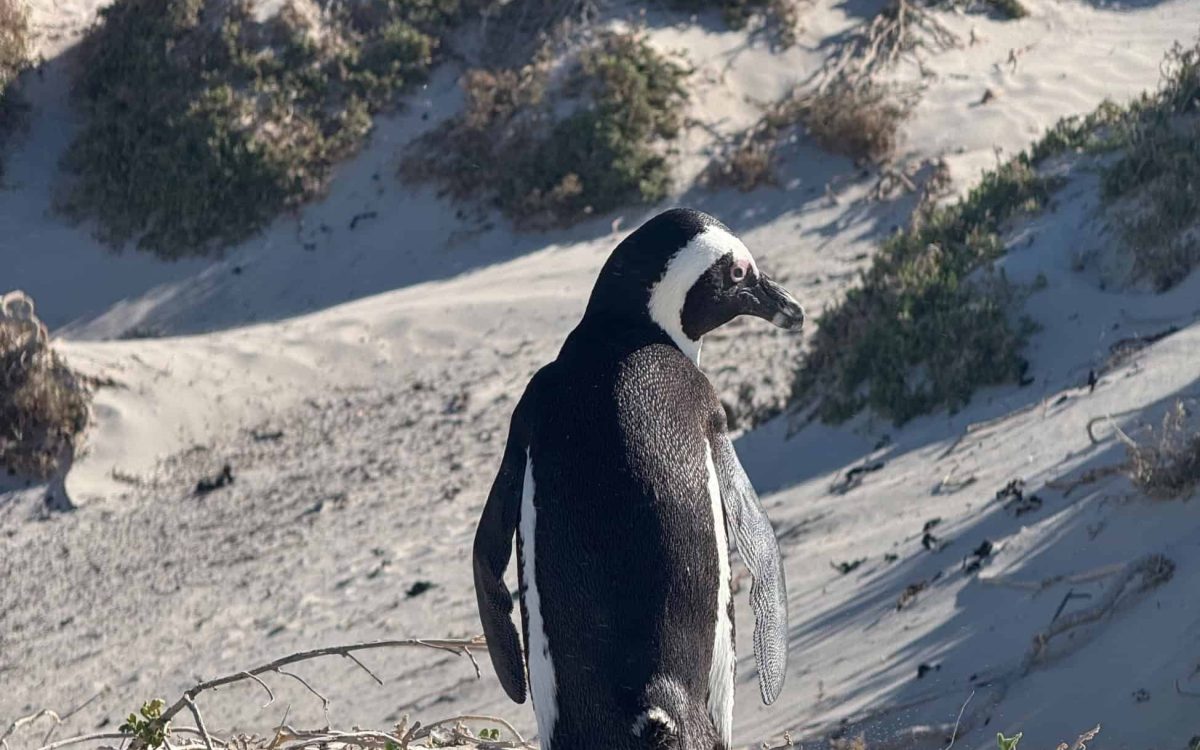 Cape Town - Steph pictures (7)